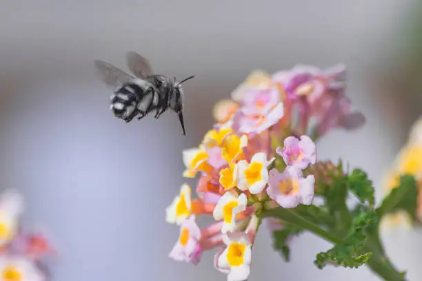 Anthophora Orotavae bee, pollinating a lantana camara flower, Tenerife, Canary islands