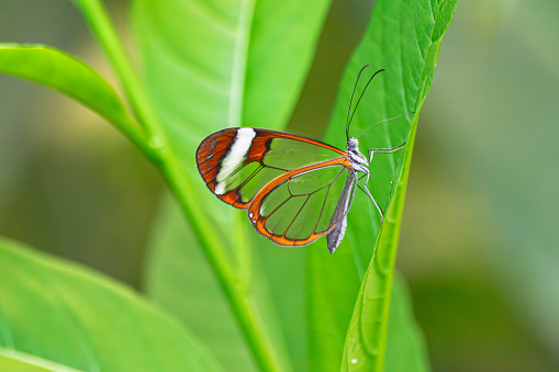 glasswing butterfly (greta oto), on a green leaf, with green jungle vegetation background
