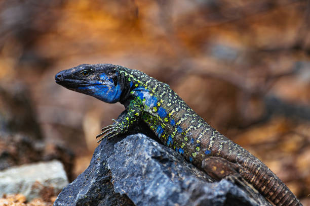 istock Tenerife male lizard 1503326370