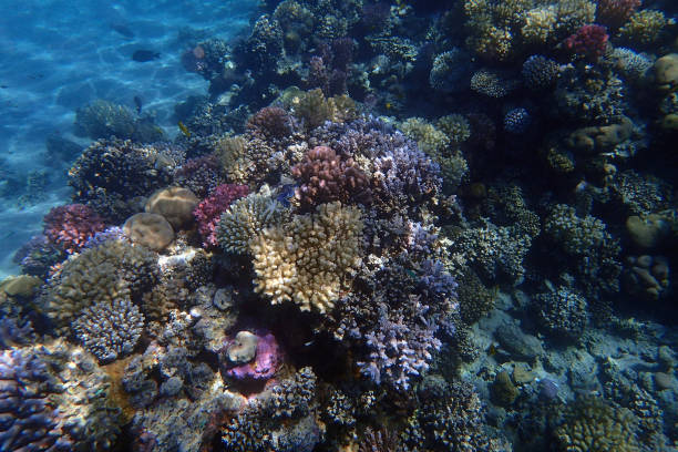 istock coral reef in Egypt, Makadi Bay 1503326402