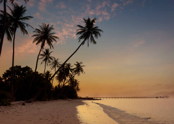 istock Summer tropical with colorful theme as palm trees on the beach background 1503327279