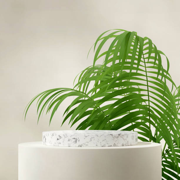 istock white marble cylinder podium in square aracea palm plant background, 3d rendering scene template 1503328064