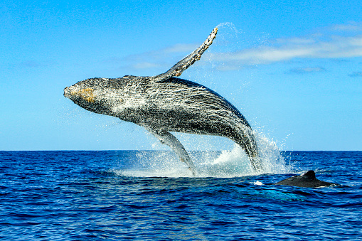 Humpback whale fluke while playfully swimming in clear blue ocean