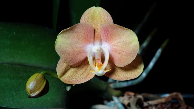 Time lapse of growing phalaenopsis orchid variety las vegas flower from bud to full blossom. Spring flower butterfly orchid blooming isolated on black background, 4k video studio shot close up view.