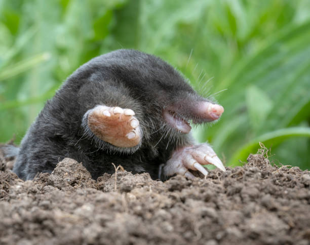 maulwurf, mole, talpa europaea en wildlife acaba de salir de su grano de arena - topo común fotografías e imágenes de stock