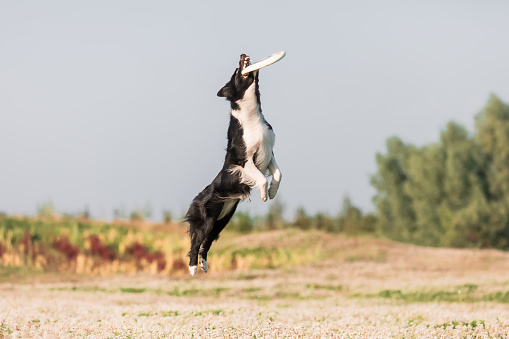 Dog jumping and catching disc outdoors. Border Collie dog breed. Dog sport.