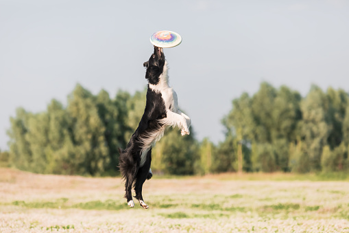 Dog jumping and catching disc outdoors. Border Collie dog breed. Dog sport.
