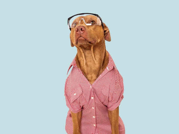 istock Cute brown dog, red work shirt and goggles 1503330629