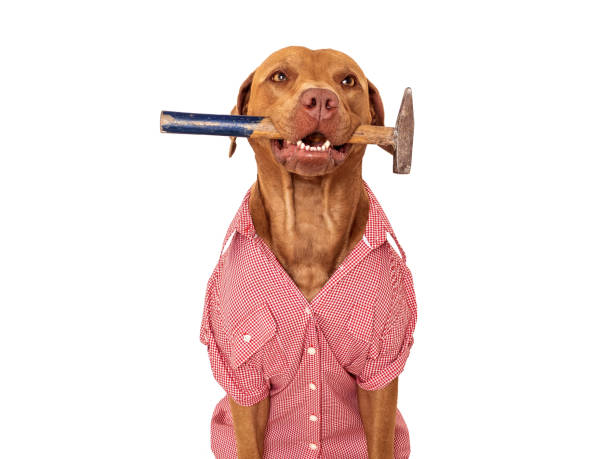istock Cute brown dog, red work shirt and hammer 1503330900