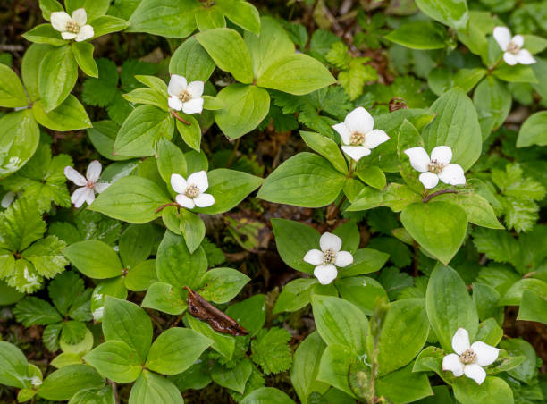 istock A Group of Wild Flowering Bunchberry (Cornus canadensis) 1503331158