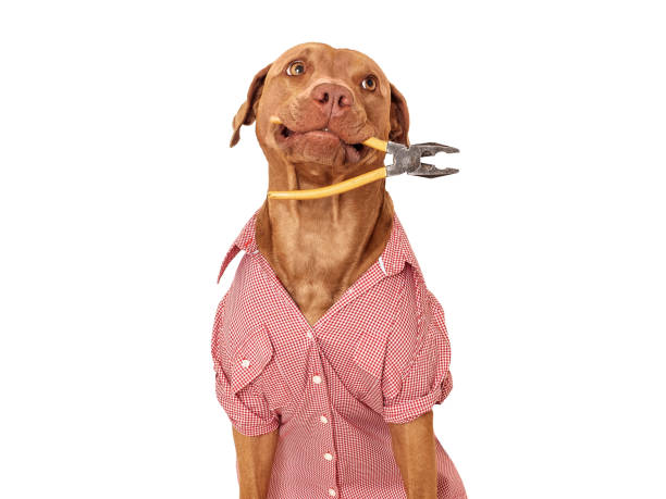 istock Cute brown dog, red work shirt and pliers 1503331199