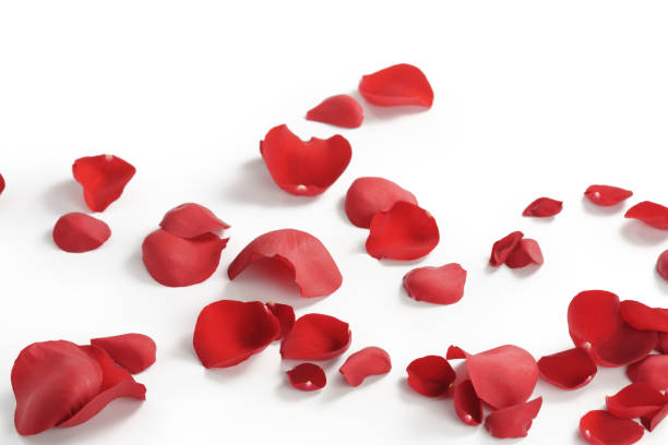 istock red rose petals on white background 1503333234