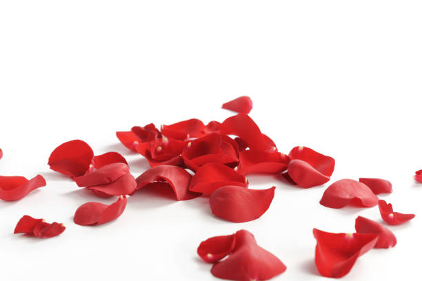 istock red rose petals on white background 1503333363