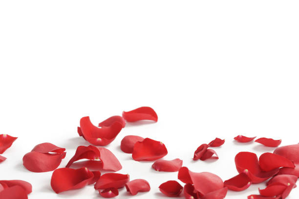 istock red rose petals on white background 1503333518