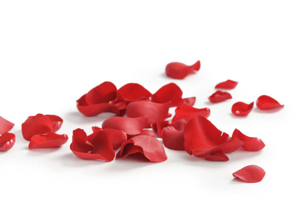 istock red rose petals on white background 1503333595