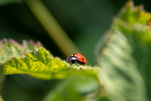 Lady bug as a plant louse predator, biological protection.