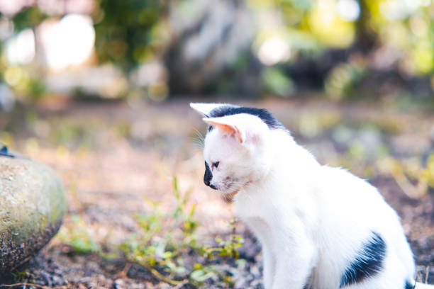 Cute little white fluffy domestic kitten on a blurred background