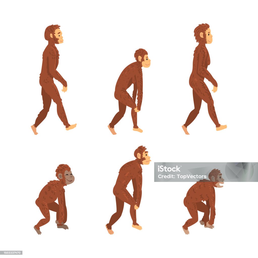 Monkey Or Primate As Human Evolution Stage And Gradual Development ...