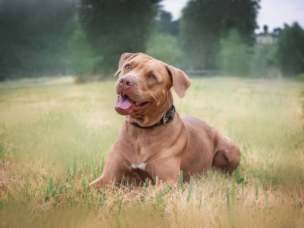 istock Cute dog walking in a meadow in green grass 1503337509