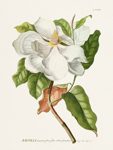 Magnolia Flower. Exquisite 18th-century botanical illustration painted by George Dionysius Ehret. An historical gem offering insights into botanical science and the biodiversity of the era.  (Circa 1760)