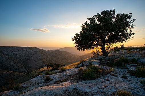 Lonesome tree during sunset in Jordan looking towards Israel.