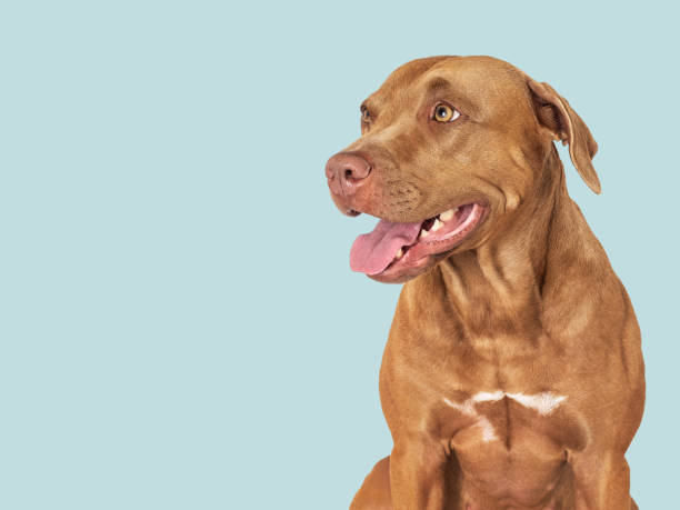 istock Cute brown dog. Close-up, indoors. Studio photo 1503338492