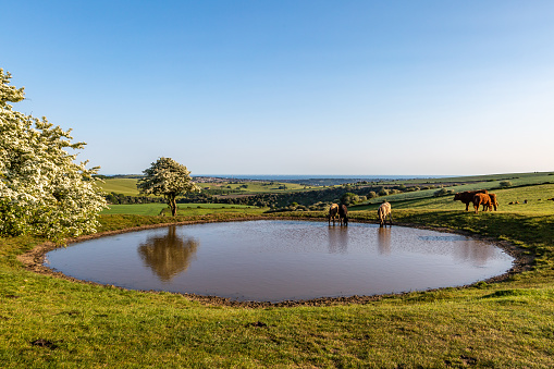 A view over a dew pond on Ditchling Beacon, with cattle grazing and drinking, and the coast at Brighton in the distance