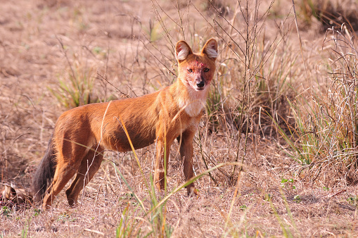 This reddish-brown wild dog of forests of peninsular India south from the Himalayan foothills is a pack-hunter, like many others of its family. Its whistling calls during hunting and moving about also earns it the nickname of Whistling Hunters. This set of images contains a rare sequence of images of adults at a kill, and then luring their pups to the kill with their (adult's) faces smeared in blood.