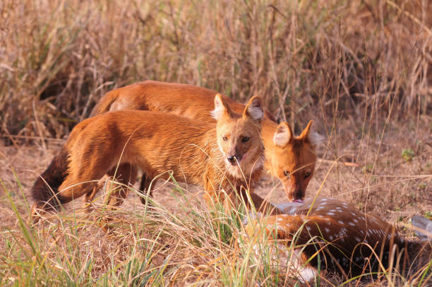 DHOLE or Indian Wild Dog
