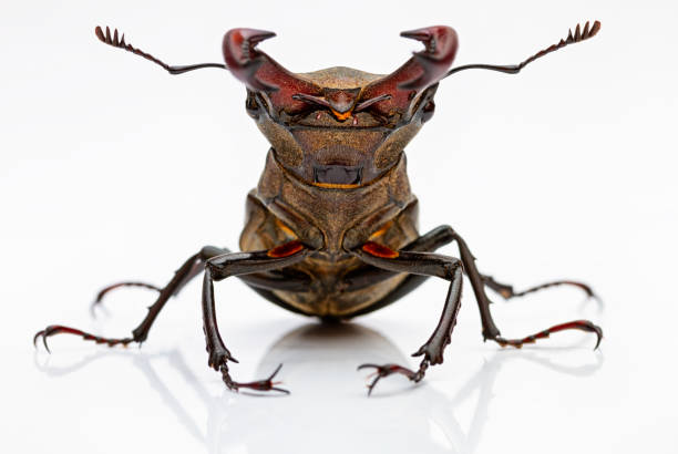 Portrait of Stag Beetle on white