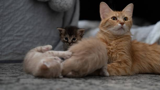istock Adorable orange cat lying on the sofa while two of her kittens are playfighting 1503341641