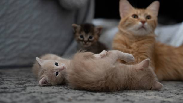 istock Orange domestic cat lying on the gray sofa with two light beige kittens playing together 1503341664