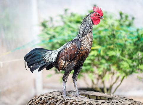 Beautiful Rooster standing in blurred nature green background. Thai rooster,Thai cockfighting,  chicken standing.