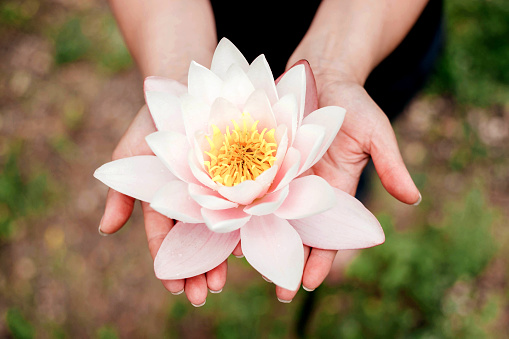 Beautiful woman hands holding water lily flower outdoors. Above view, close-up.