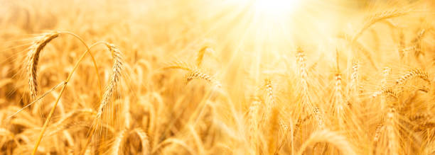 istock Wheat field with golden ears 1503343080