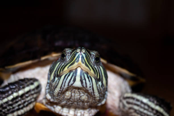 a turtle crawls out of a pond to sunbathe in Southern California