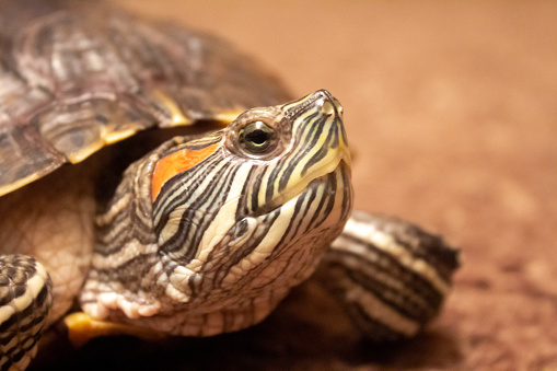photograph of Pond slider turtle - muzzle close-up