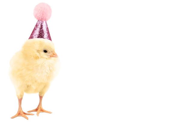 istock Cute chicken in birthday hat isolated on white background. 1503346405