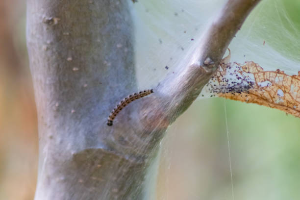 istock Many spinning moth caterpillars as canker worms in silky cocoon infest trees and attack plants as huge caterpillar colony before metamorphosis to spinning moth are a dangerous thread for organic farms 1503347665