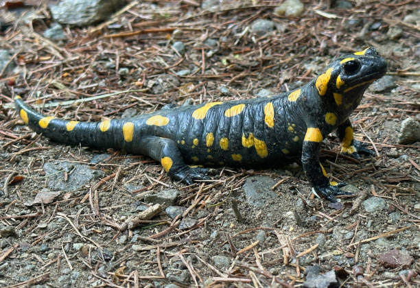 istock Fire salamander in the mountains after a rain shower 1503349227