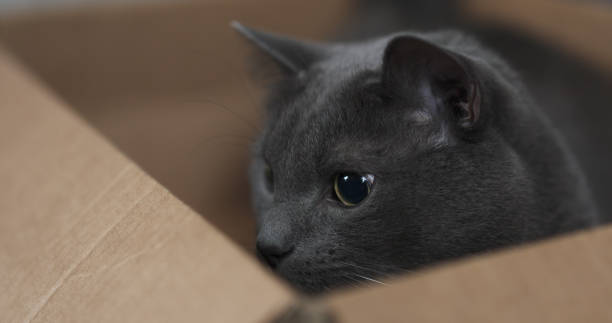 istock big gray cat playing in cardboard box 1503350623