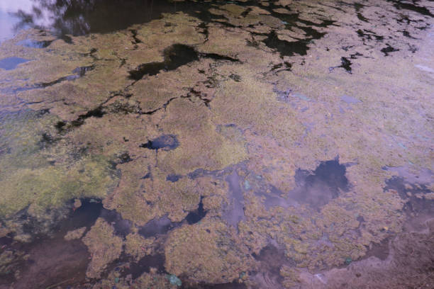 istock Algae covered pond overgrowth due to farm fertilizer runoff 1503351024