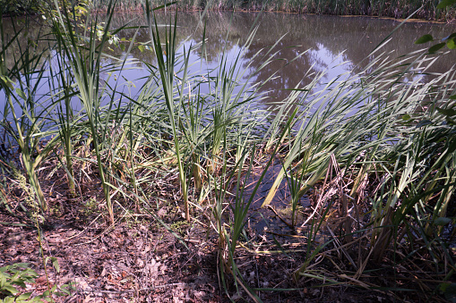 Marsh plants growing on side of reflective pond background