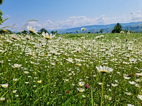 Oxeye Daisy flowers on a wildflower meadow captured in springtime. The image shows some mountains and hills in the background.
