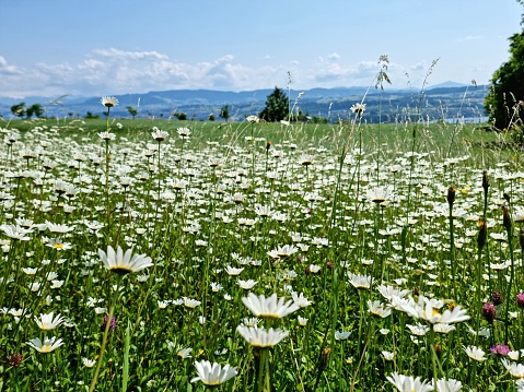 Oxeye Daisy flowers on a wildflower meadow captured in springtime. The image shows some mountains and hills in the background.