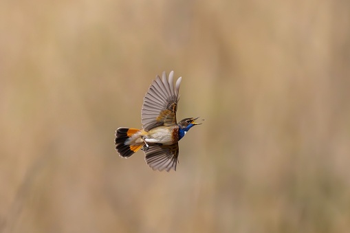 A white-spotted Bluethroat is captured in mid-air as it deftly catches an insect with its beak