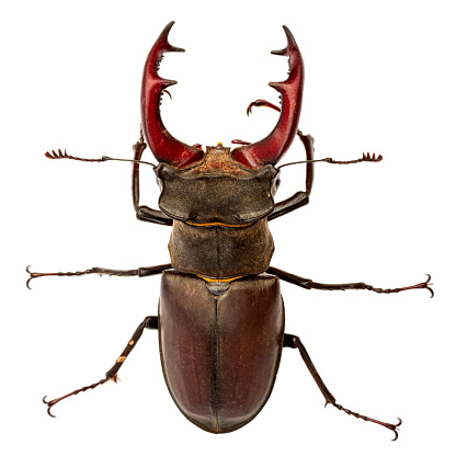 Portrait of Stag Beetle on white