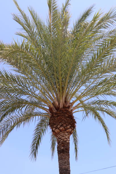 big date palm stock photo