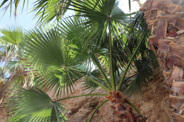 palm tree klif stock photo