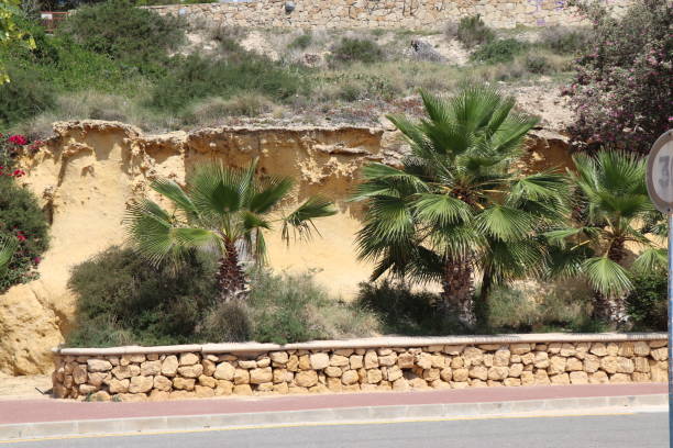 palm trees along a stone wall stock photo